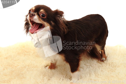 Image of chihuahua is resting