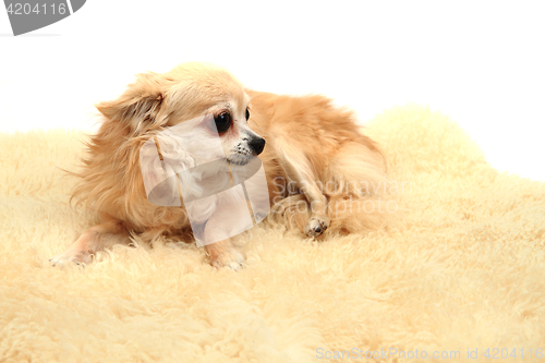 Image of chihuahua is resting