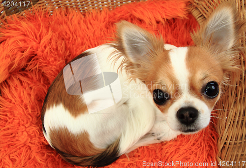 Image of chihuahua is resting