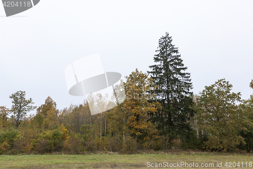 Image of autumn weather, forest