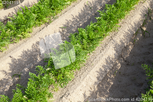 Image of Field with carrot