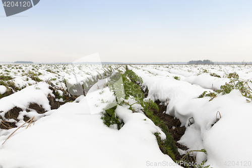 Image of carrot harvest in the snow