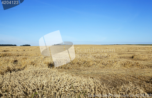 Image of destroyed by the storm wheat