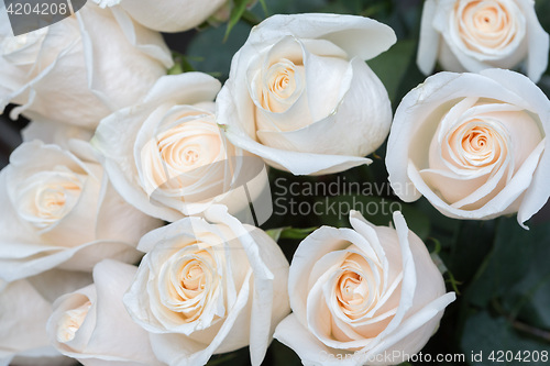 Image of white roses. Soft focus and blurred background