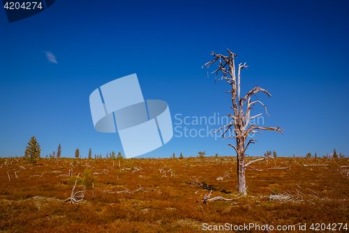 Image of Wilderness in Tuntsa