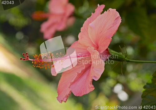 Image of Close up of a pink tropical flower, Parque Genoves, Cadiz, Andalusia, Spain