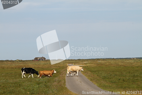 Image of Cows in a Danish landscapes in the summer