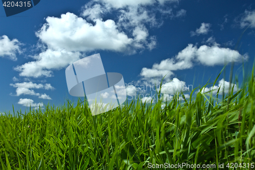 Image of Green grass and blue sky 