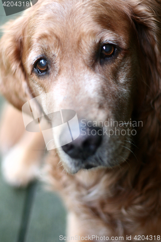 Image of dog golden retriever