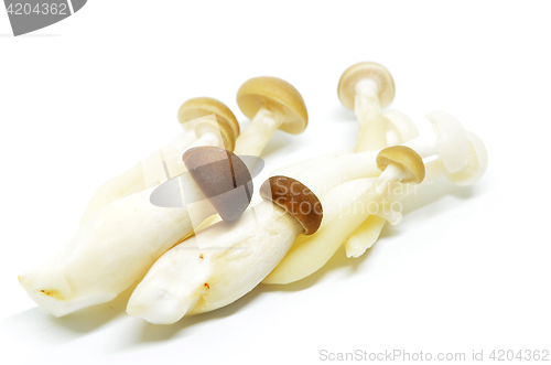 Image of Fresh shimeji mushroom 