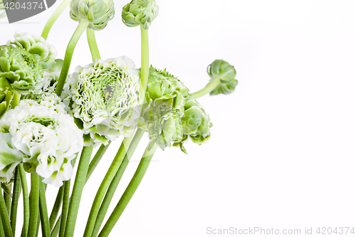 Image of Ranunkulyus bouquet of red flowers on a white background