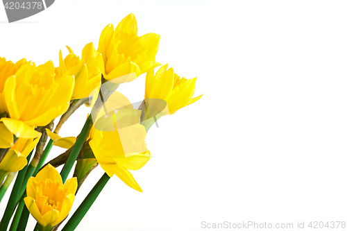 Image of Spring floral border, beautiful fresh daffodils flowers, isolated on white background.