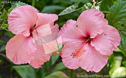 Image of Close up of pink tropical flowers, Parque Genoves, Cadiz, Andalusia, Spain