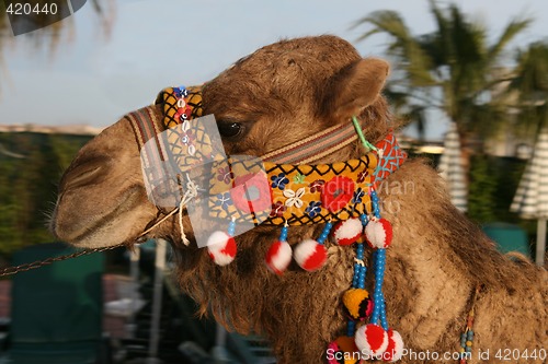 Image of Dromedary head