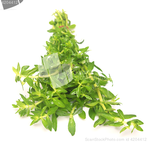 Image of fresh thyme isolated