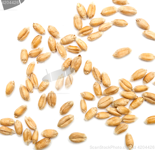 Image of wheat grains on white