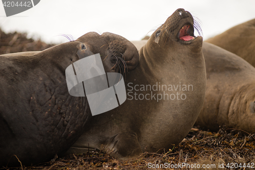 Image of Large Elephant Seal Male Chooses Female During Mating Season