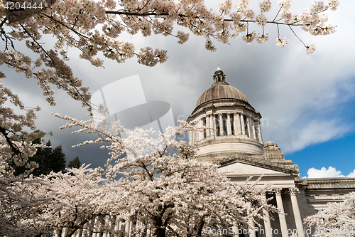 Image of Washington State Capital Building Olympia Springtime Cherry Blos