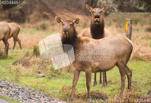 Image of Female Elk Weathering the Rain Northern California