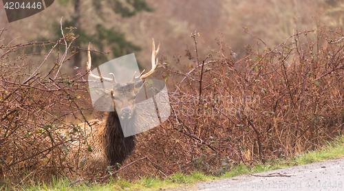 Image of Male Elk Weathering the Rain Northern California