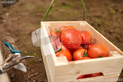 Image of red tomatoes in wooden box at summer garden
