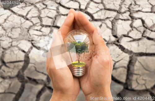 Image of hands with tree inside light bulb over dry ground