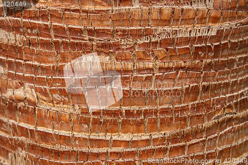 Image of Bark