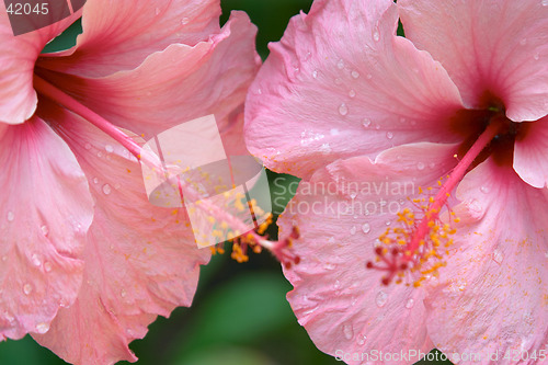 Image of Close up of pink tropical flowers, Parque Genoves, Cadiz, Andalusia, Spain