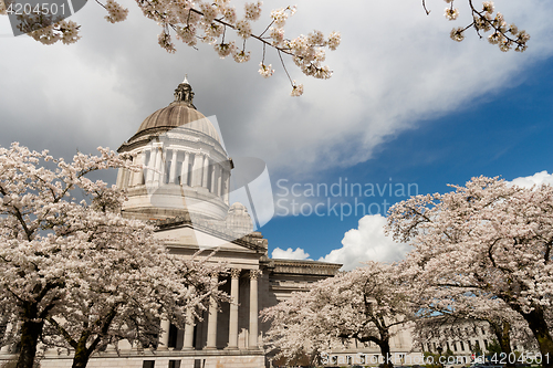 Image of Washington State Capital Building Olympia Springtime Cherry Blos