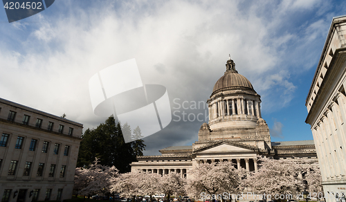 Image of Washington State Capital Building Olympia Springtime Cherry Blos