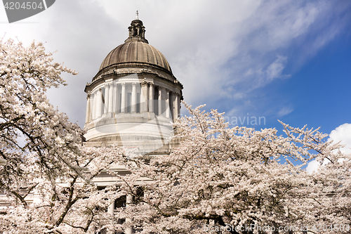 Image of Washington State Capital Building Olympia Springtime Cherry Blos