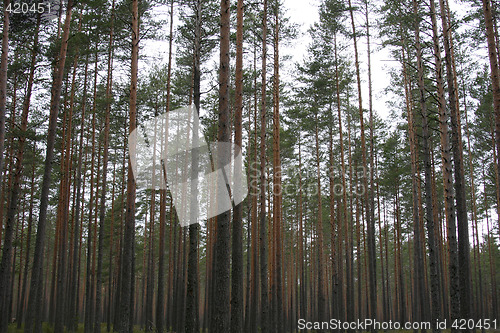 Image of Pine trees