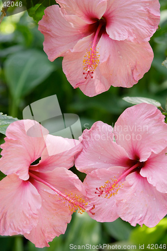 Image of Close up of pink tropical flowers, Parque Genoves, Cadiz, Andalusia, Spain