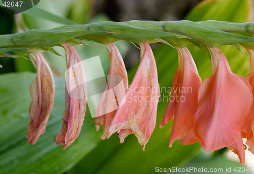 Image of Close up of sad pink tropical flowers, Parque Genoves, Cadiz, Andalusia, Spain