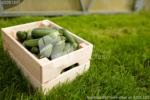 Image of cucumbers in wooden box at summer garden