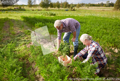 Image of senior couple with box picking carrots on farm