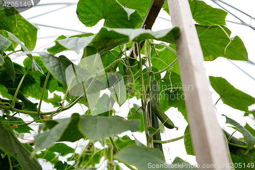 Image of close up of cucumber growing at greenhouse