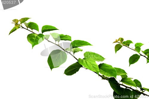 Image of Green leaves