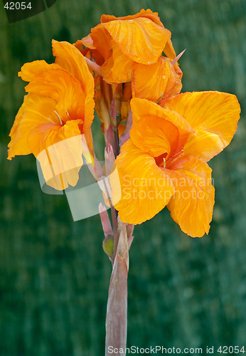 Image of Close up of a bright orange iris in Parque Genoves, Cadiz, Andalusia, Spain