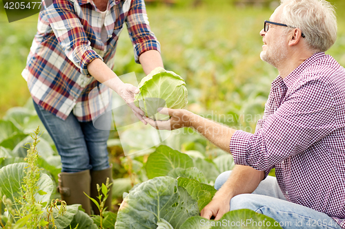 Image of senior couple picking cabbage on farm