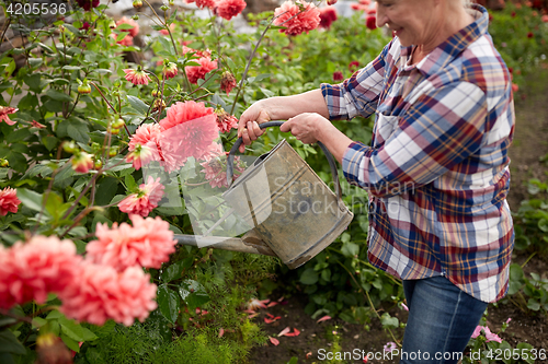 Image of senior woman watering flowers at summer garden