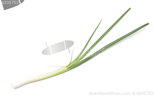 Image of green onion