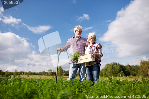 Image of senior couple with shovel picking carrots on farm