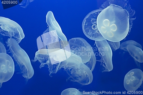 Image of Jellyfish Drifting Background