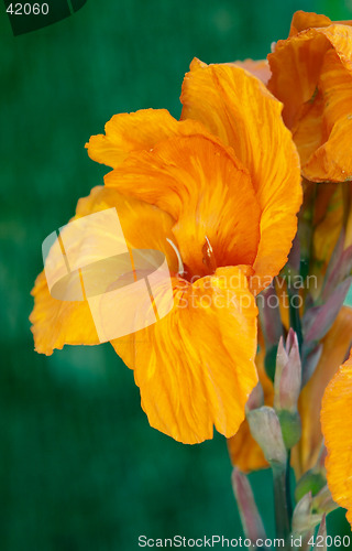 Image of Close up of a bright orange iris in Parque Genoves, Cadiz, Andalusia, Spain