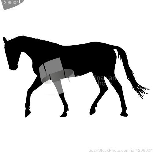 Image of silhouette of black mustang horse illustration
