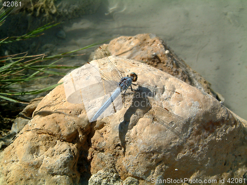 Image of Blue Dragonfly