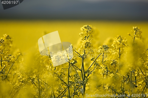 Image of Rapeseed field closeup