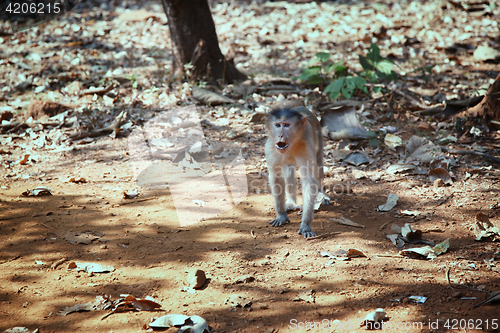 Image of Wild monkey in the jungle of India