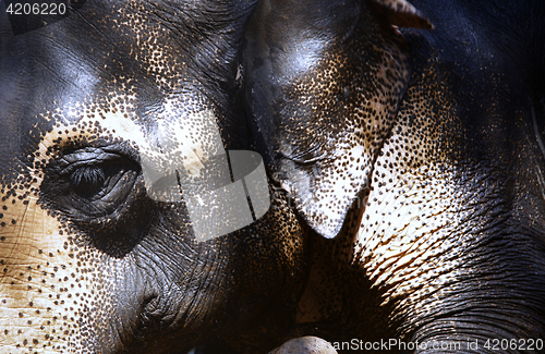 Image of Indian Elephant